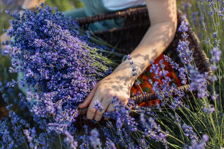 A person handpicks fresh lavender flowers, capturing a tranquil moment in nature.