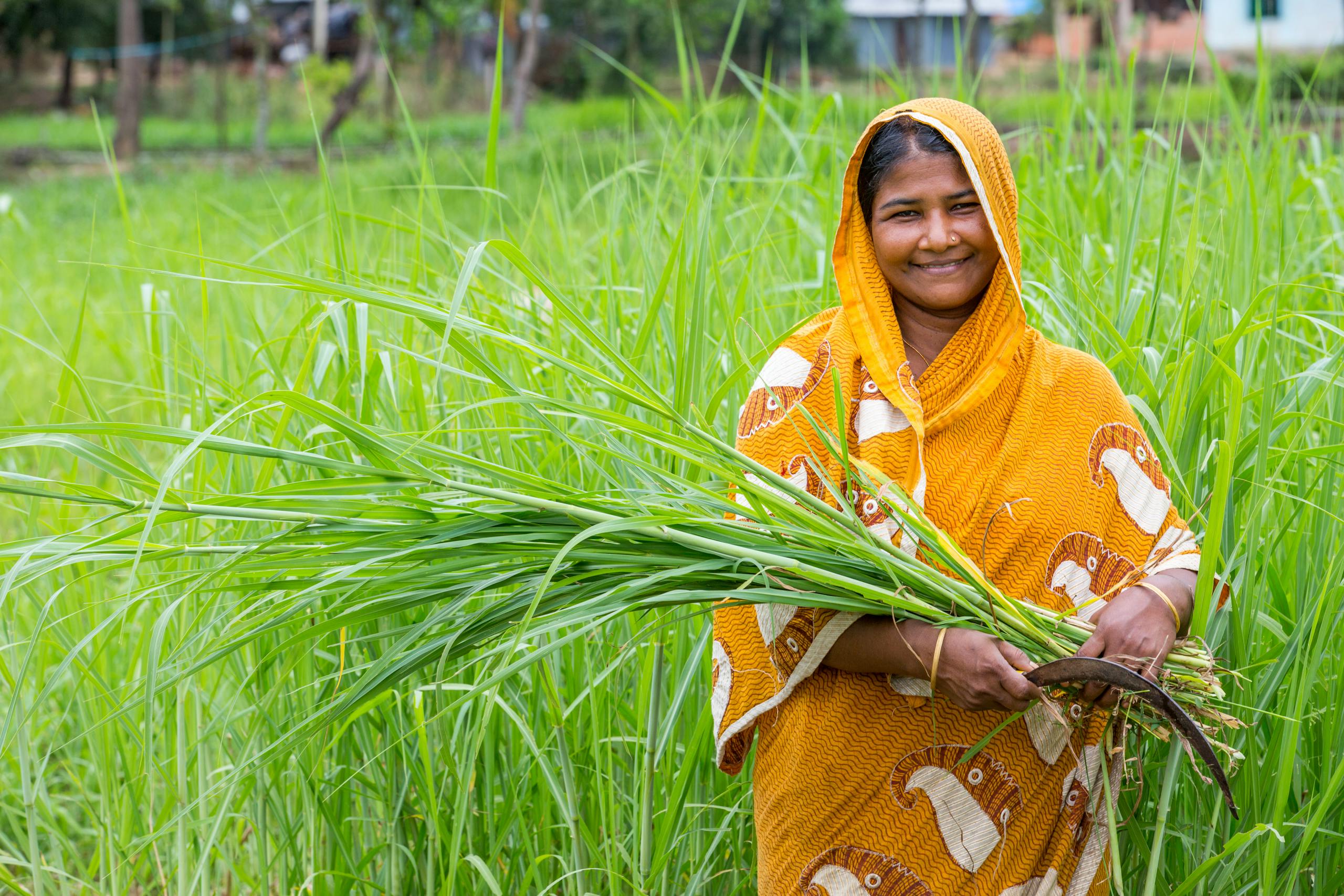 A cheerful woman in Chattogram, Bangladesh, harvesting green lemongrass in a vibrant, lush field.